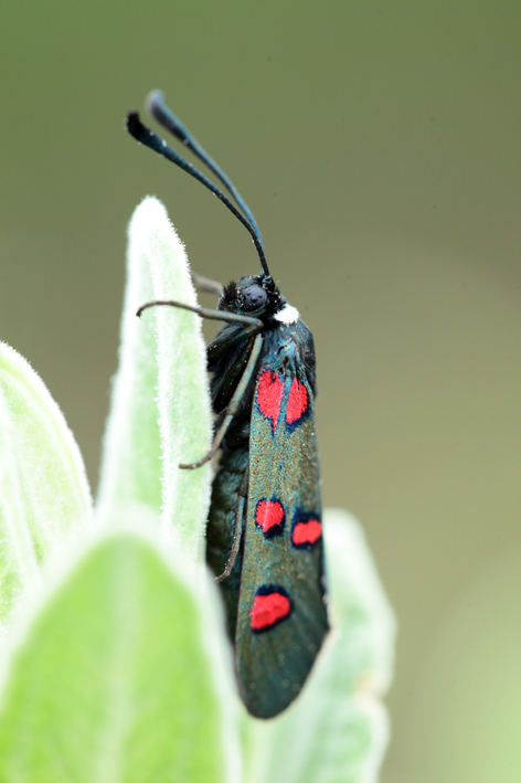 Zygaena lavandulae?